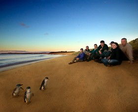 Phillip Island Nature Parks - Holiday Cairns 7