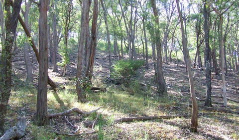 Burning Mountain Nature Reserve - Holiday Cairns 3