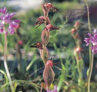 Carnamah-Eneabba Wildflower Drive - Holiday Cairns