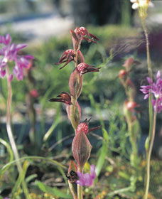 Carnamah-Eneabba Wildflower Drive - Holiday Cairns 0