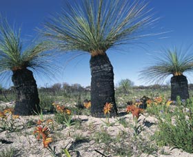 Carnamah-Eneabba Wildflower Drive - Holiday Cairns 3