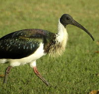 Toowoomba Water Bird Habitat - Holiday Cairns