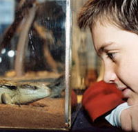 Canberra Reptile Zoo - Holiday Cairns