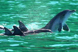Sydney Weekend Adventures - Holiday Cairns 1
