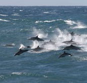 Tamboi Queen Cruises