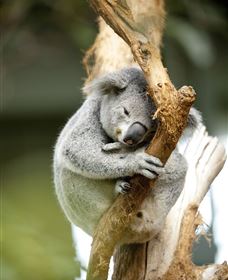 VIP Aussie Gold - Holiday Cairns 1