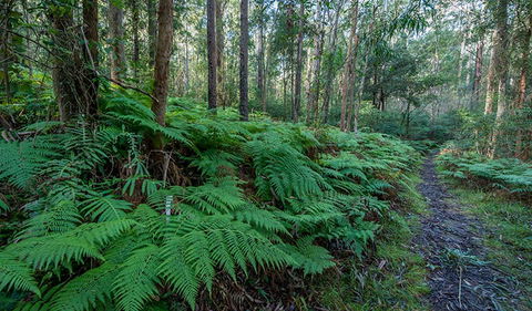 Dalrymple-Hay Nature Reserve - Holiday Cairns 0