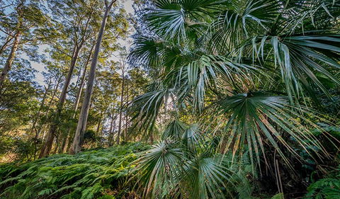 Dalrymple-Hay Nature Reserve - Holiday Cairns 2