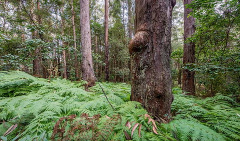 Dalrymple-Hay Nature Reserve - Holiday Cairns 3