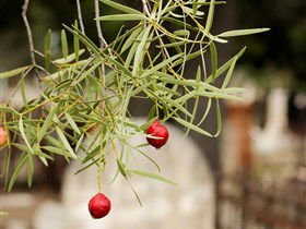 West Terrace Cemetery - Holiday Cairns 3