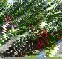 Forest Range Cherries - Holiday Cairns