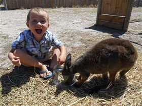 Animal Farm Goolwa - Holiday Cairns 0