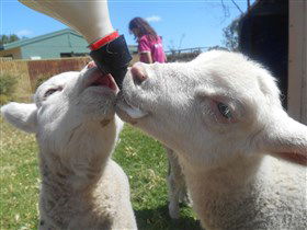 Animal Farm Goolwa - Holiday Cairns 1