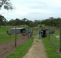 Avenue Emus - Holiday Cairns