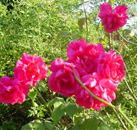 Bishop's Lodge Historic House and Heritage Rose Garden - Holiday Cairns