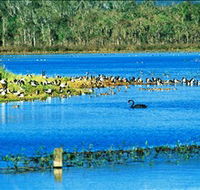 Hasties Swamp National Park - Holiday Cairns
