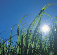 Australian Sugar Industry Museum - Holiday Cairns