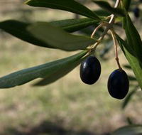 Red Rock Olives - Holiday Cairns