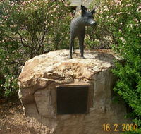 Dingo Statue - Holiday Cairns