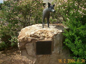 Dingo Statue - Holiday Cairns 0