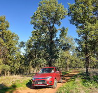 Forest drive - Holiday Cairns