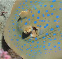 Jorgey's Patch Dive Site - Holiday Cairns