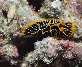 Jorgey's Patch Dive Site - Holiday Cairns 1