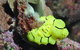 The Oasis Dive Site - thumb 0