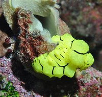 The Oasis Dive Site - Holiday Cairns