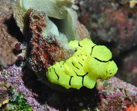 The Oasis Dive Site - Holiday Cairns 0