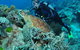 The Oasis Dive Site - thumb 1