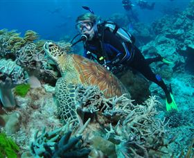 The Oasis Dive Site - Holiday Cairns 1