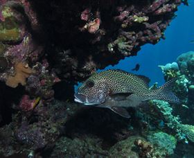 The Oasis Dive Site - Holiday Cairns 3