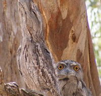 Bird Watching - Holiday Cairns