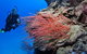 Three Sisters Dive Site - thumb 0