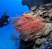 Three Sisters Dive Site - Holiday Cairns