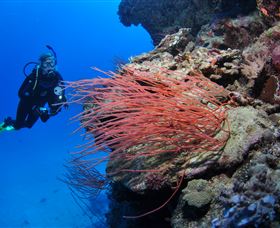 Three Sisters Dive Site - Holiday Cairns 0
