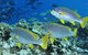 Three Sisters Dive Site - thumb 1