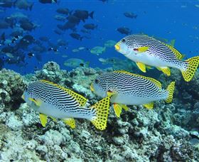 Three Sisters Dive Site - Holiday Cairns 1