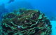 Three Sisters Dive Site - thumb 2