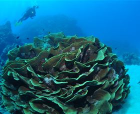 Three Sisters Dive Site - Holiday Cairns 2