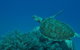 Three Sisters Dive Site - thumb 3