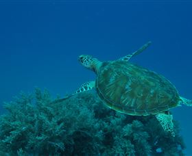 Three Sisters Dive Site - Holiday Cairns 3