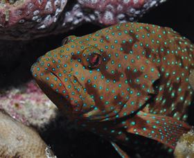 Challenger Bay Dive Site - Holiday Cairns 3