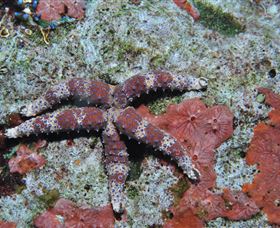 Challenger Bay Dive Site - Holiday Cairns 2