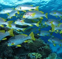 Challenger Bay Dive Site - Holiday Cairns