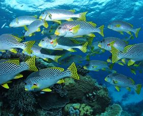 Challenger Bay Dive Site - Holiday Cairns 0