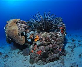 Challenger Bay Dive Site - Holiday Cairns 1