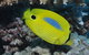 Clam Gardens Dive Site - thumb 1
