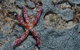 Clam Gardens Dive Site - thumb 0